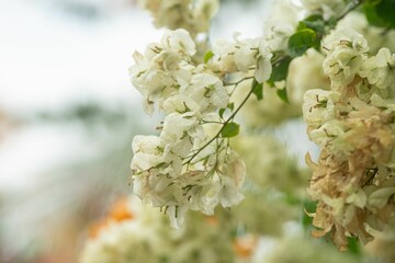 Delicate white bougainvillea flowers in soft focus.