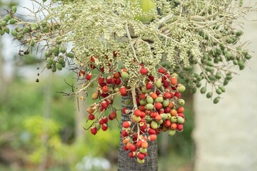 Vibrant palm fruits on a tree.
