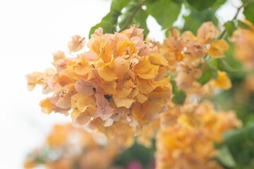 Vibrant orange bougainvillea flowers close-up.