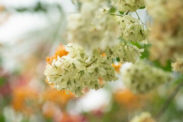 Delicate White Flowers with Vibrant Background