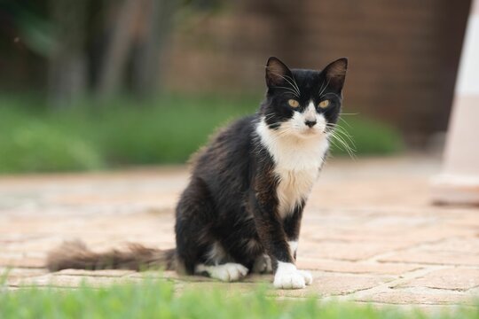 Black and white cat on stone path.