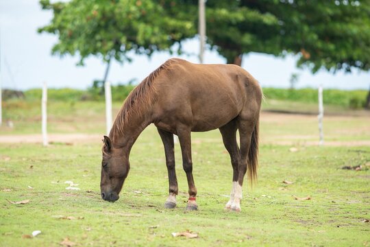 Brown horse grazing on a sunny day
