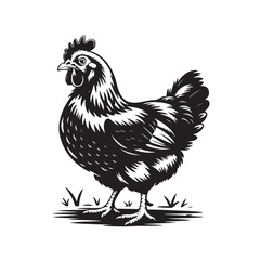  Set of Cartoon Chicken Character Silhouettes in Funny Poses – Collection of Comedic Bird Expressions and Movements for Humor and Animation Projects