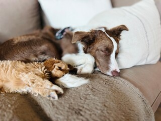 Two adorable dogs sleeping deeply and peacefully on the sofa.