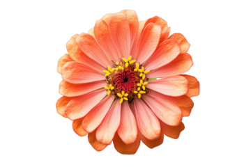 Vibrant zinnia bloom showcases intricate details and warm hues against a crisp white backdrop