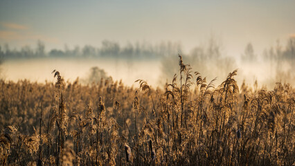 Wiosenny poranek ze słońcem i mgłami, Stawy Dojlidzkie, Podlasie © podlaski49