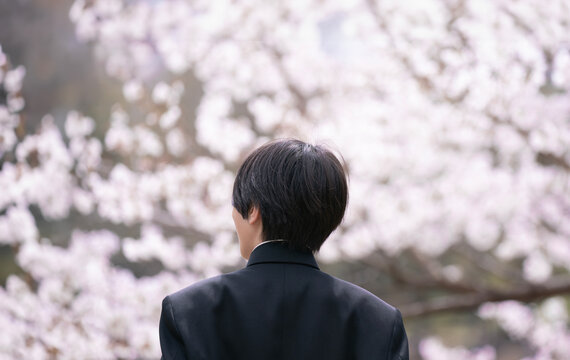 桜を眺める男子生徒, 日本の新入学と新学期のイメージ