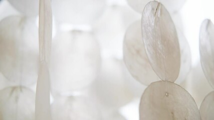 A pendant of white shells swings and jingles in the wind. Wind chime