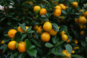 Close up look of Chinese Tangerines