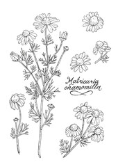 Botanical illustration with a capillary pen. A set of isolated images of German chamomile (Lat. Matricaria chamomilla) flower elements on a white background.