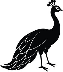 peacock vector illustration