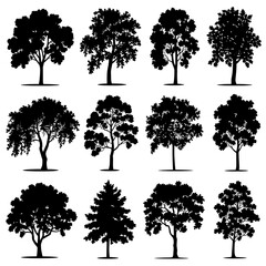 Birch Tree Silhouette Vector Bundle Black and White Birch Tree Clipart EPS Illustration