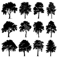 Birch Tree Silhouette Vector Bundle Black and White Birch Tree Clipart EPS Illustration