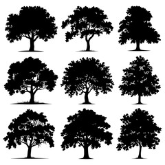 Beech Tree Silhouette Vector Bundle Black and White Beech Tree Clipart EPS Illustration
