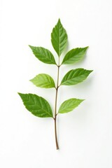A single branch with leaves isolated on a white background, minimalist, foliage