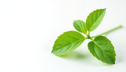A small herb with leaves isolated on white background, foliage, botanical, herb