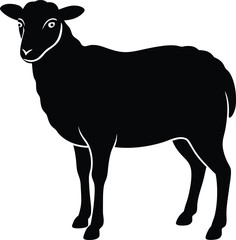 black and white sheep