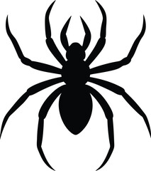 spider isolated on white background