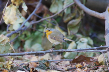 Erithacus rubecula. Robin