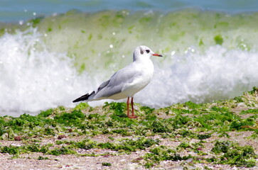 Black headed gull on the seashore