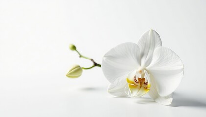 Delicate white orchid blossom on pure white background, art, fresh, floral