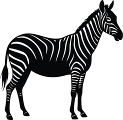 zebra isolated on white