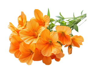 Vibrant orange flowers bouquet garden floral bright isolated on transparent background, png