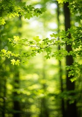 Obraz premium 木漏れ日が差し込む緑の森、初夏の光と緑の世界 