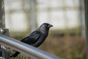 A crow on the fence
