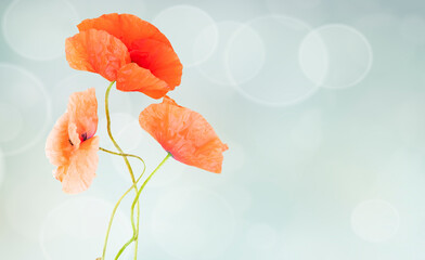 red poppy flowers