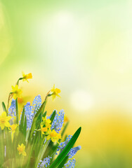 Yellow daffodil flowers