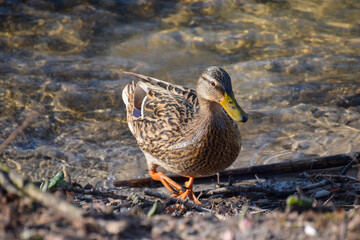 A close up of a duck