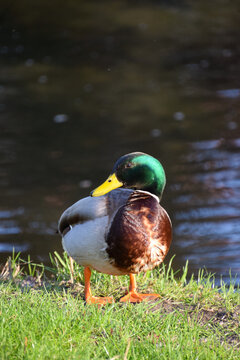 A close up of a duck