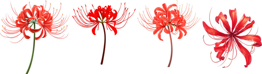 Lycoris radiata/Red spider lily
