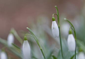 snowdrops blown by the wind, gentle Galanthus, snowdrop flowers in spring, white flowers, white...