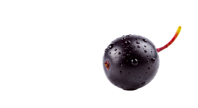 Close up shot of a single dark purple berry with water droplets and a red and yellow stem isolated