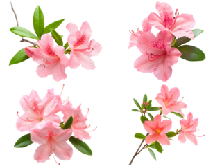 Azalea