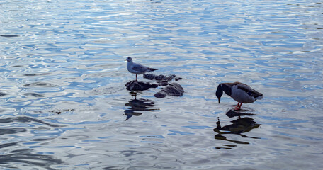 Lake Companions, Gull and Duck