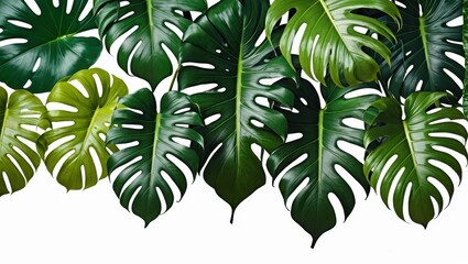 Tropical leaves, lush green