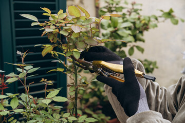 a woman cuts branches on a rose bush in a pot, hands with pruning shears close-up, hobby gardening...