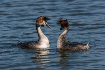 Two adult great grebes (Podiceps cristatus) performing a synchronized dance during the breeding season