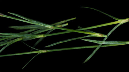 Green leaf with dew. Green stems on black background. 