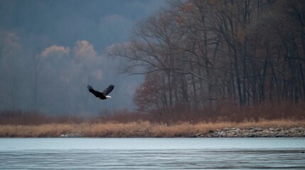 Bald Eagle Flying Over Icy River Landscape in Winter Season