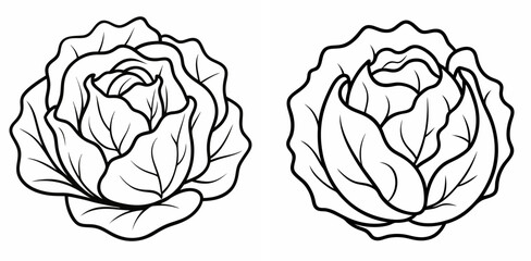 Cabbage Vegetable Outline Coloring Book Page Line Art Drawing Set White Background