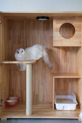 Cute Ragdoll cat wondering in a wooden box, for pet climbing activity. 