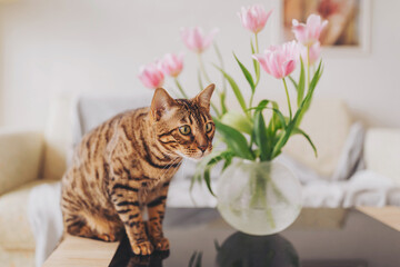 Beautiful bengal cat curiously explores a cozy home with fresh pink tulips in a glass vase on the...