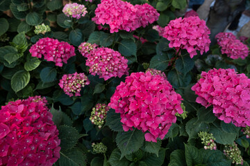 Vibrant pink hydrangeas blooming in garden