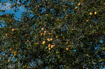 Lush apple tree covered with ripe and colorful apples against a vibrant blue sky in summer. Perfect representation of harvest season, nature's abundance, and the beauty of gardening.