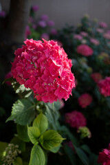 Bright pink hortensia blooming in a garden with blurred background