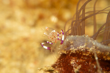 A super macro photo of a Holthuis cleaner shrimp, Ancylomenes holthuisi. Picture from Puerto Galera, Philippines
